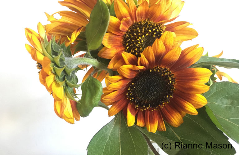 sunflowers (c) Rianne Mason