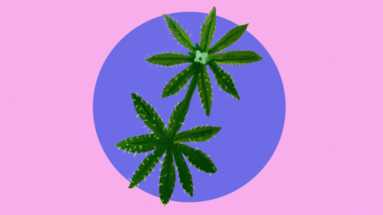 Sticky weed in gouache (c) Rianne Mason